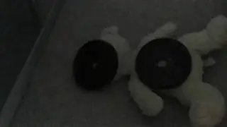 Bear vs Sam | A Short Film