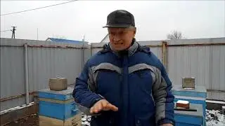 обзор зимовки на подсолнечном мёде
