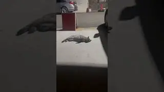 얘누구여? 2탄  ㅋㅋ 똑띠야~~ #cat #구독 #좋아요 #catvideos