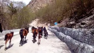 Лошади в дикой природе.