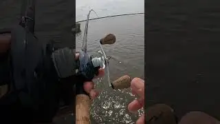 Sight Casting Bull Reds With A Swim Jig! #flatsfishing #inshore #fishing #fyp