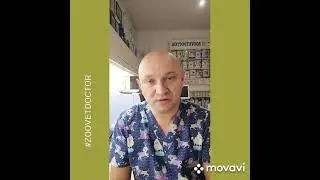 Соль для собак и кошек, польза или вред Интересные истории ветеринарного врача Дмитрия Ушакова, блог