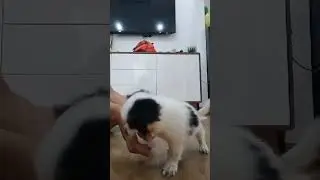 Siapa nih yang tanggannya suka digigitin sama anjing kecil? 😁😆