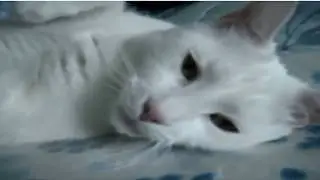 ឆ្មាចេះនិយាយ ហើយចេះជេទៀត , Funny Cats Compilation (Funny)