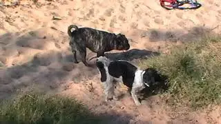Max Dog Beach