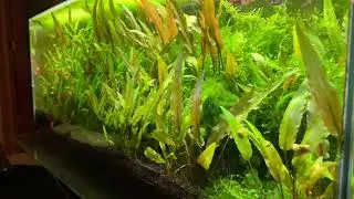 Worlds Largest Moss Ball (self proclaimed)