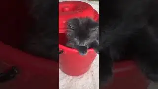 коты в ведре!!