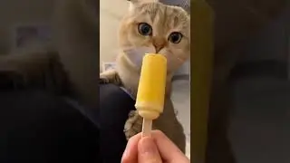 surprise cats and dogs  #shortsfeed #funny #catlaughs