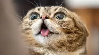 Приколы с котами - ТОПовая подборка! Приколы с котами и кошками 2017 the funniest tricks