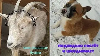 Дрова заканчиваются, купили дубовые брикеты, мои сельские будни