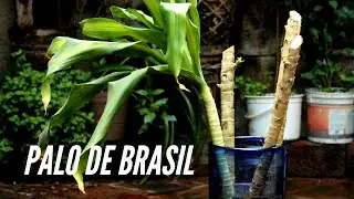 Cambio de agua. Una vez más. Palo de Brasil.