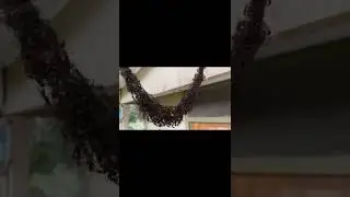 Vojska mrava  🐜 изградила је живи мост како би упала у осиње гнездо  🐝