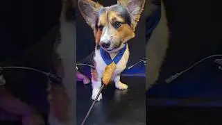 ASMR Mukbang Sausage 🌭 Corgi Dog Eating 3 🐕 #asmr #mukbang #dog #corgi #eating