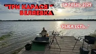 Озеро «Три карася» Беляевка. Октябрь 2024. #carpdesign #трикарася #nash #рыбалка #carp #fishing