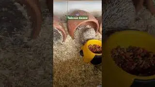 Первый раз вижу белого ежа 🦔 #ledichel #ёжик #жизньвтайланде