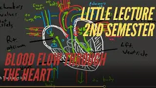Little Lecture 2nd Semester: Blood Flow Through The Heart