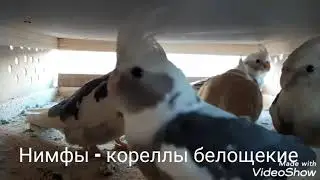 Попугаи -  братья мои меньшие!