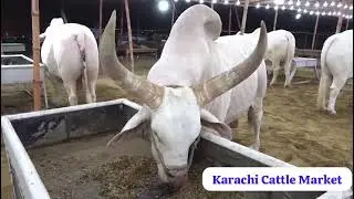 Karachi Cattle Market also known as Cow Mandi or Maweshi Mandi at Northern Bypass area