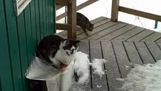 Лиса и сокол