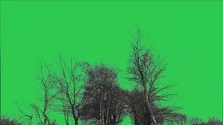 Tree green screen video, Green screen tree, tree green screen effect kinemaster, P-67