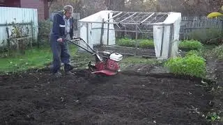 2021 10 10 Мотоблок. Перепахать грядки культиватором на зиму легче чем лопатой.
