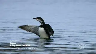 Loons: A Cry From The Mist