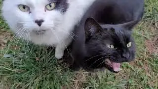 Mom's life - Funny  kitty complaining