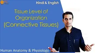 Tissue Level of Organization (Part 2): Connective Tissue | Human Anatomy and Physiology