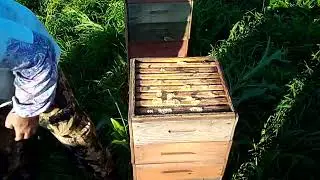 сборные отводки от середины июля до конца августа.