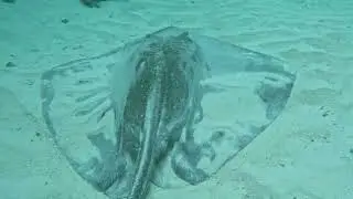 Diving with Stingray #shortvideo