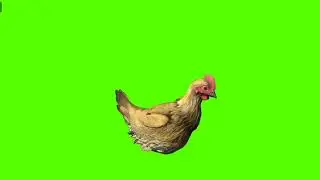 hen green screen video (4)