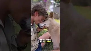 Why Dingo Can't Be Kept As Pet?