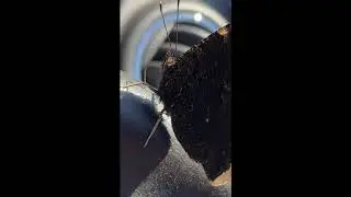 Hairy butterfly, in the car food. Motyl w samochodzie