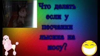 Что делать если у песчанки лысина на носу?Зверополис