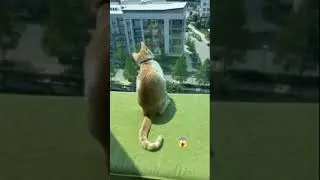 GATOS CURIOSOS. NÃO PODEM OUVIR UMA BRIGA, QUE CORREM PRA ASSISTIR...#shorts