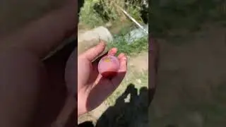 Смотрите слива растёт