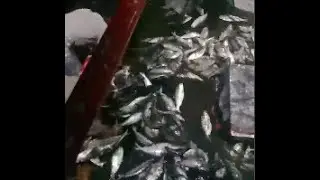 How to catch fish in the deep sea.. Night fishing scene in the Bay of Bengal.