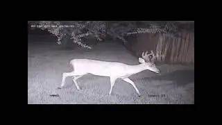Buck in back yard