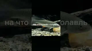 на что клюёт голавль#shorts #рыбалка #minecraft #reels