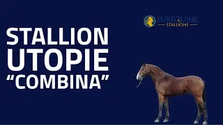 Stallion: Utopie “Combina”
