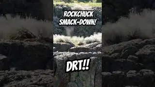 One of many during an early morning rockchuck smack-down! The .22 Grendel and 69GR SBKs did well!