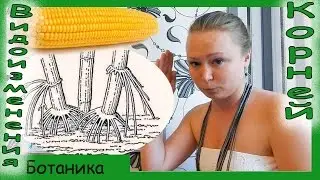 Видоизменения корней.