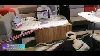 На носилках бабушку принесли или это реальность с фашистским отношением