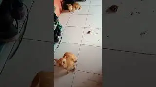 KUCING TUA MENGALAH