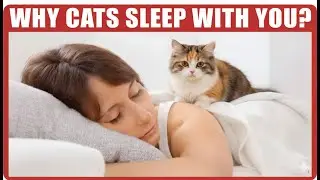 Why Does Your cat sleep with you? 10 Reasons You will Love