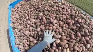 09.09.18 г Уборка картофеля день второй