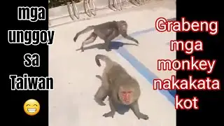 Galang unggoy sa Taiwan, Nagnanakaw mg mga Pagkain😅